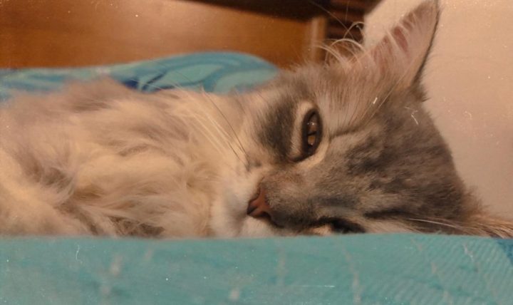 imagem de gata grey deitada